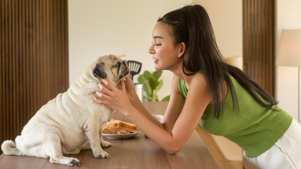 [Mujer acariciando y alimentando a un perro pug sobre una mesa dentro de su hogar, mostrando el vínculo y cuidado hacia su mascota